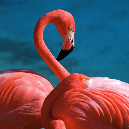 Салон красоты ФЛАМИНГО